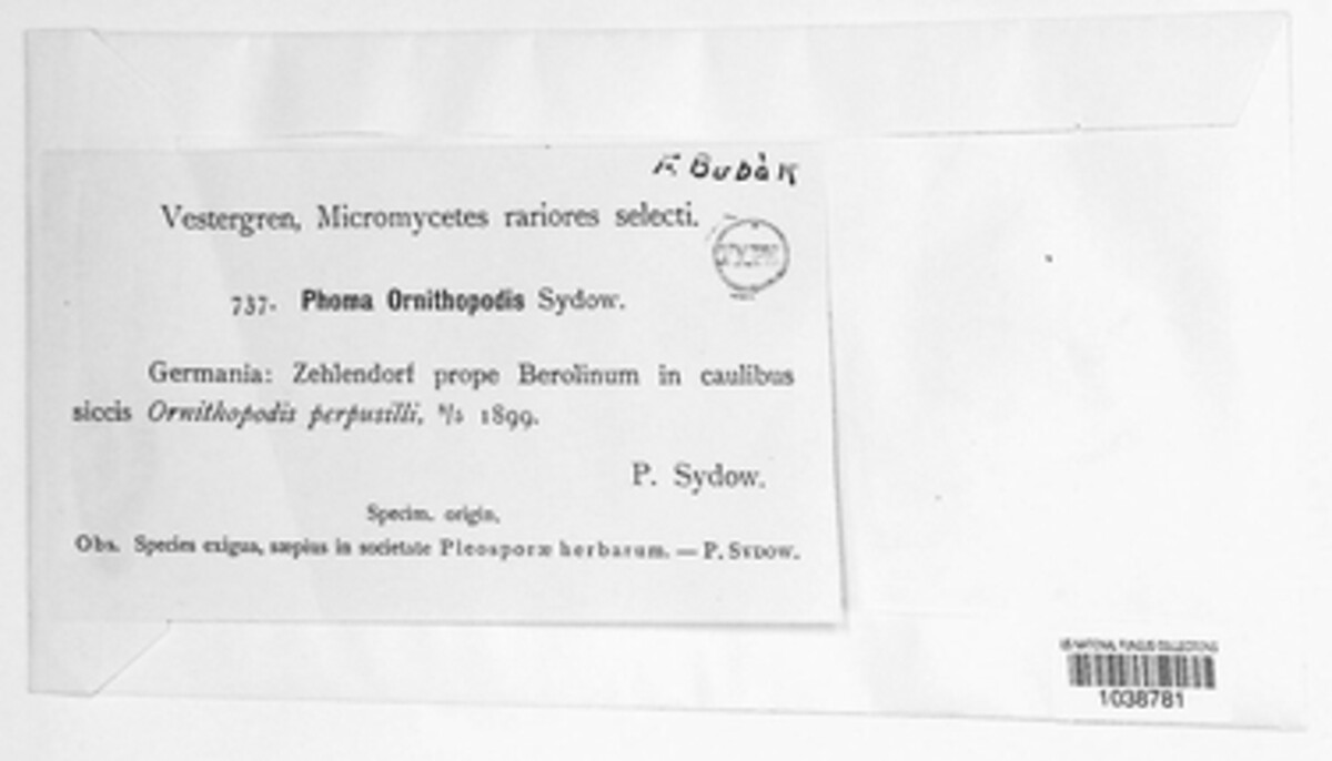 Phoma ornithopodis image